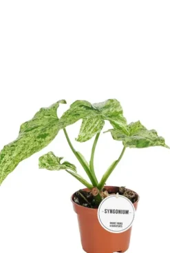 Syngonium Mottled - Arrowhead