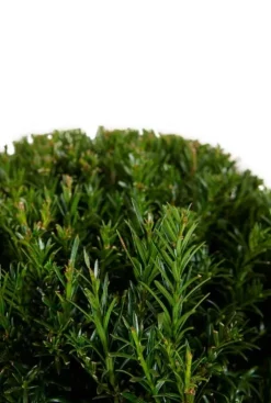 Taxus Collection Ball Ø38cm - Eibe