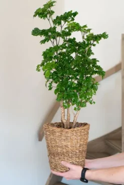 Terima-kasih Mand van zeegras - naturel