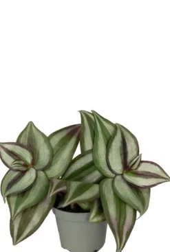 Tradescantia Zebra - Stekje